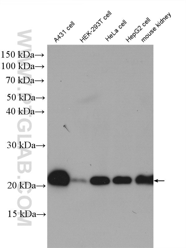 Western Blot (WB) analysis of various lysates using RAP1B Polyclonal antibody (10840-1-AP)