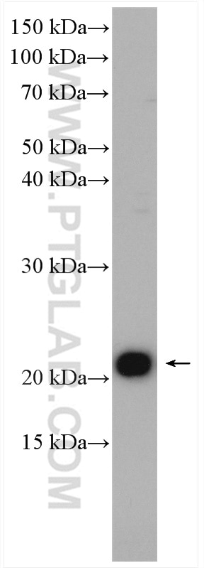 Western Blot (WB) analysis of A431 cells using RAP1B Polyclonal antibody (10840-1-AP)