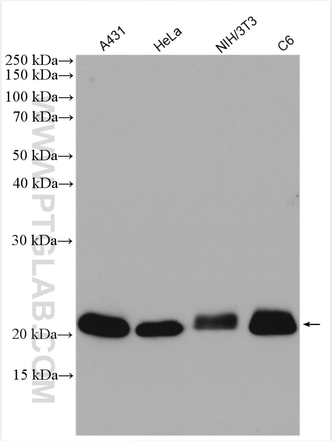 Western Blot (WB) analysis of various lysates using RAP1B Polyclonal antibody (10840-1-AP)