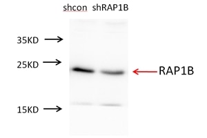 Western Blot (WB) analysis of A549 cells using RAP1B Polyclonal antibody (10840-1-AP)
