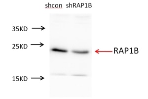 WB analysis of A549 using 10840-1-AP