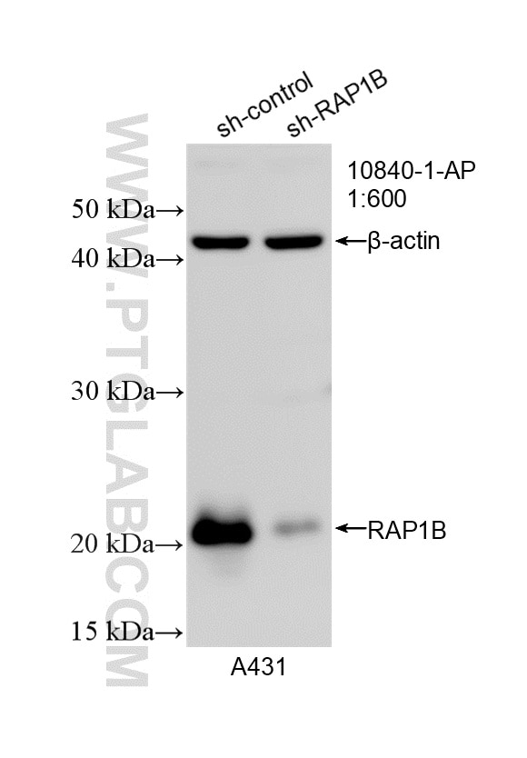 Western Blot (WB) analysis of A431 cells using RAP1B Polyclonal antibody (10840-1-AP)