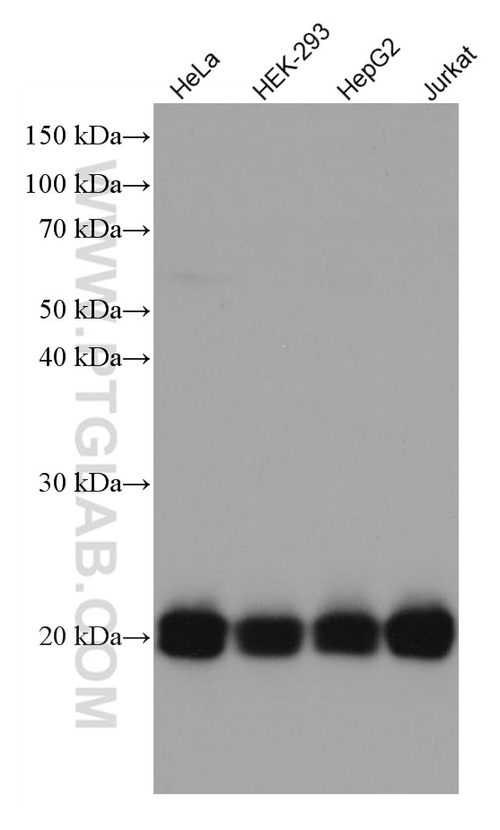 Western Blot (WB) analysis of various lysates using RAP1B Monoclonal antibody (67174-1-Ig)