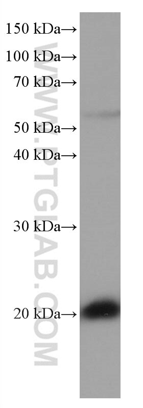 Western Blot (WB) analysis of HSC-T6 cells using RAP1B Monoclonal antibody (67174-1-Ig)