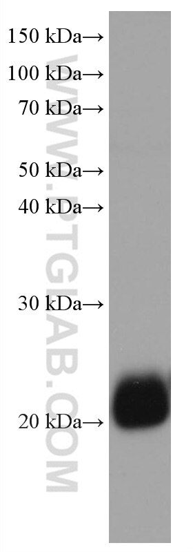 Western Blot (WB) analysis of NIH/3T3 cells using RAP1B Monoclonal antibody (67174-1-Ig)