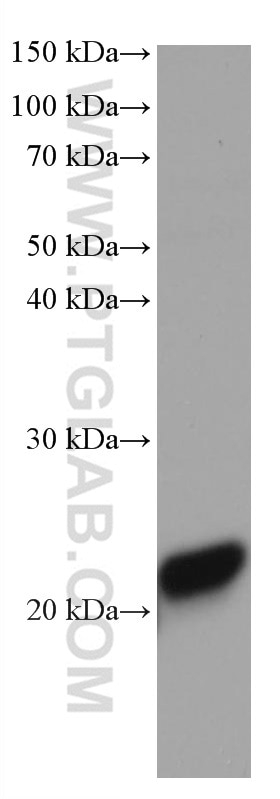 Western Blot (WB) analysis of 4T1 cells using RAP1B Monoclonal antibody (67174-1-Ig)