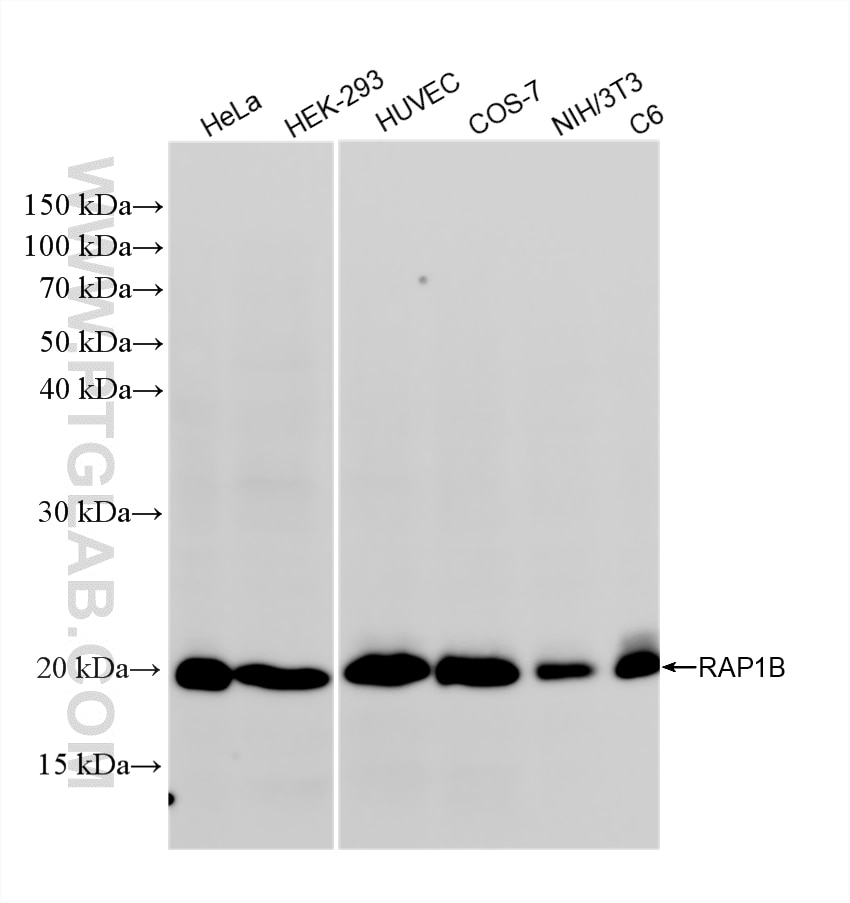 WB analysis using 88443-1-RR Western Blot (WB) analysis of various lysates using RAP1B Recombinant monoclonal antibody (88443-1-RR)