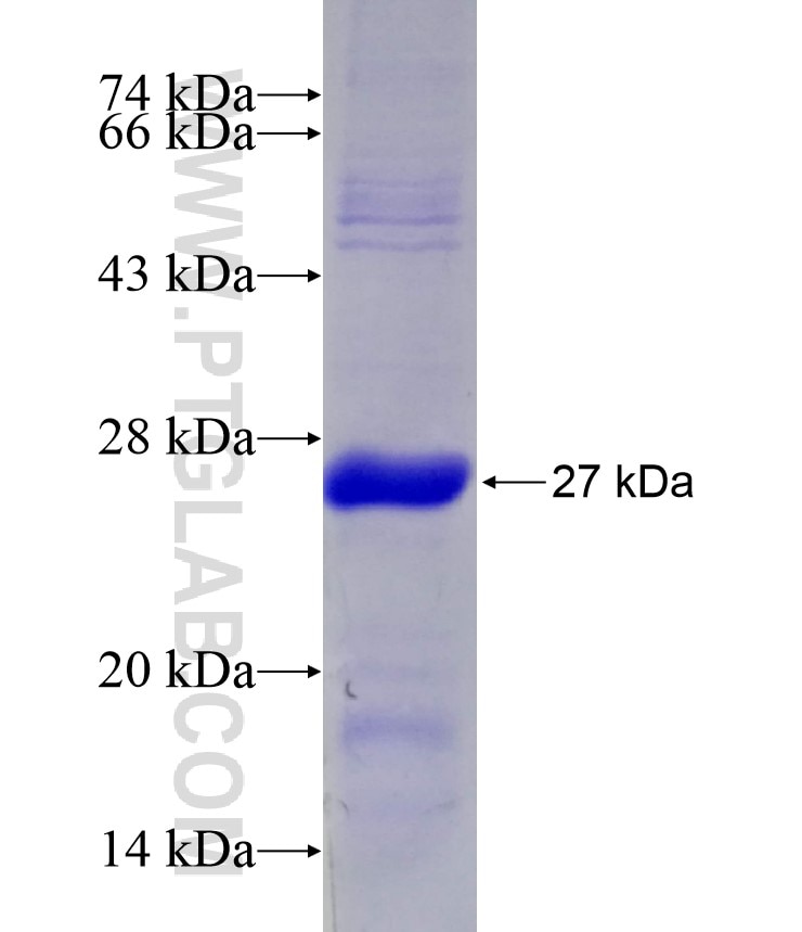 RAP1B fusion protein Ag29212 SDS-PAGE