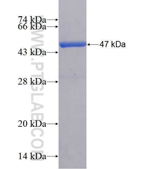 RAP1B fusion protein Ag1282 SDS-PAGE