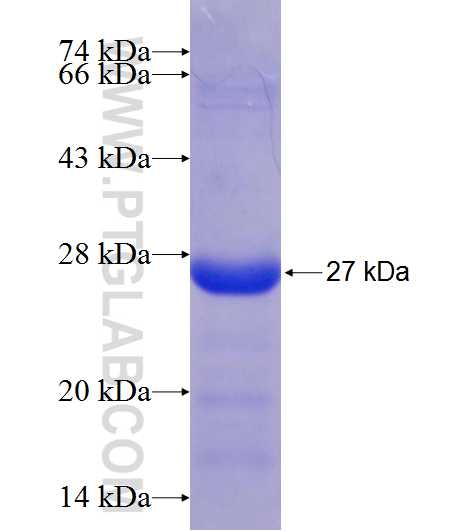 RAP1B fusion protein Ag21151 SDS-PAGE