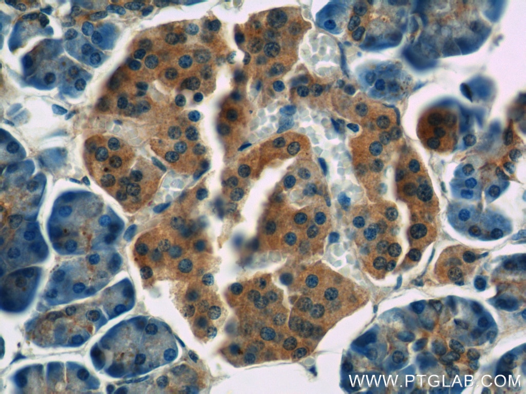 Immunohistochemistry (IHC) staining of human pancreas tissue using RAP1GAP Polyclonal antibody (14229-1-AP)
