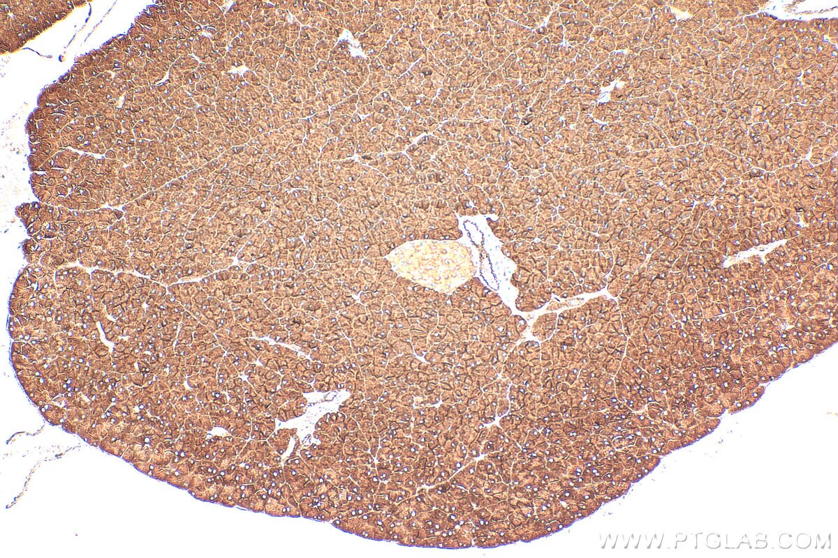 Immunohistochemistry (IHC) staining of mouse pancreas tissue using RAP1GAP Polyclonal antibody (19174-1-AP)