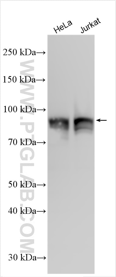 Western Blot (WB) analysis of various lysates using RAP1GAP Polyclonal antibody (19174-1-AP)