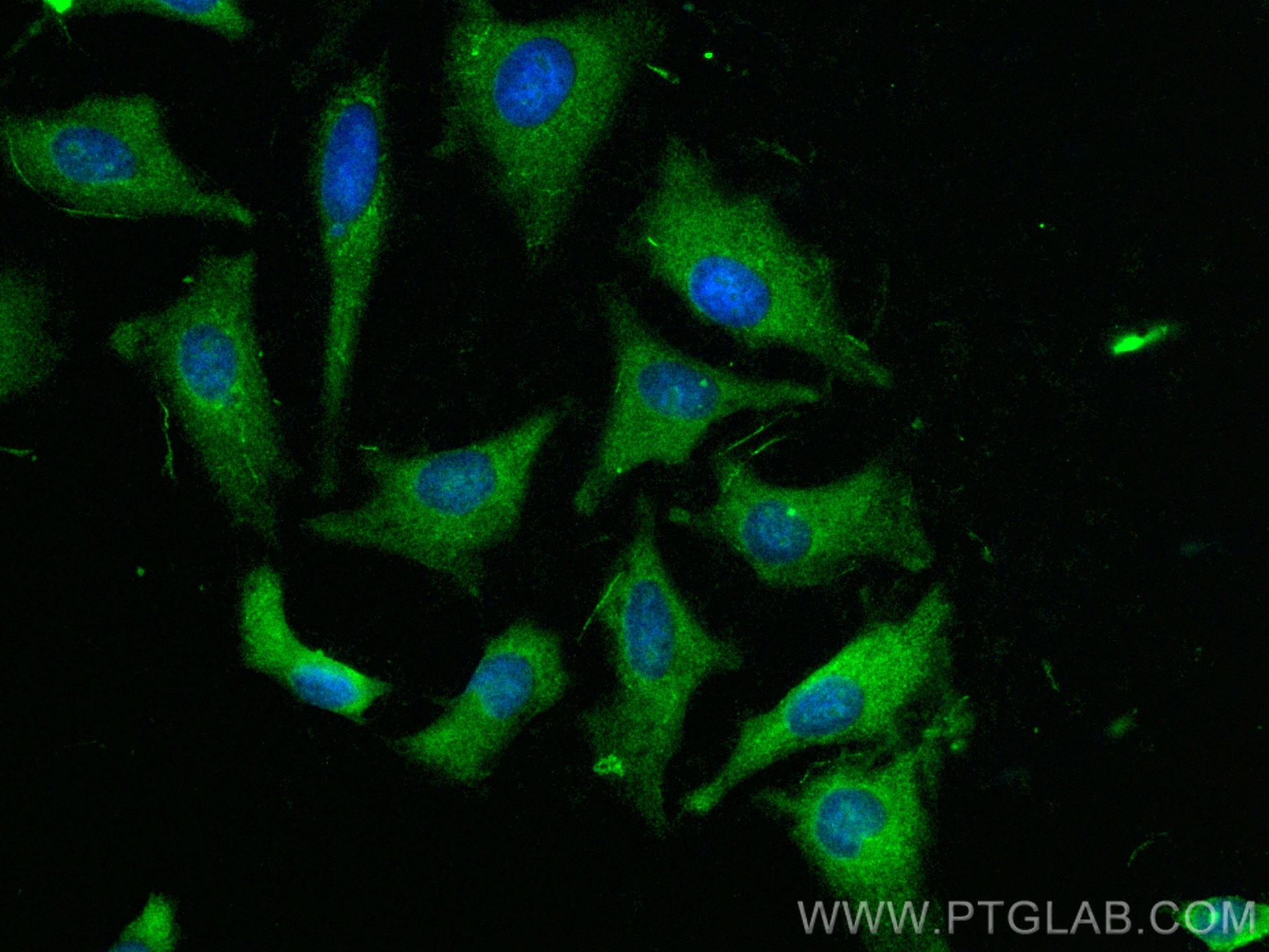 IF Staining of HeLa using CL488-19174