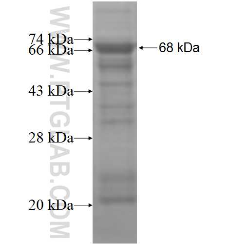 RAP1GAP fusion protein Ag5469 SDS-PAGE