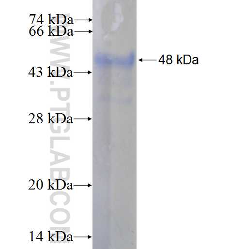 RAP1GAP fusion protein Ag5576 SDS-PAGE