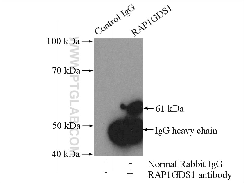 Immunoprecipitation (IP) experiment of mouse brain tissue using RAP1GDS1 Polyclonal antibody (10377-1-AP)