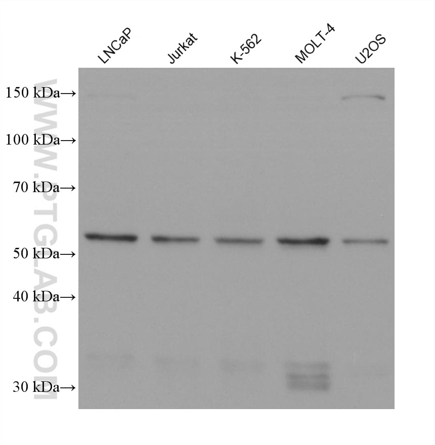Western Blot (WB) analysis of various lysates using RAP1GDS1 Monoclonal antibody (60940-1-Ig)