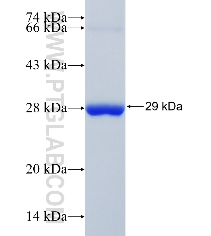 RAP1GDS1 fusion protein Ag32728 SDS-PAGE