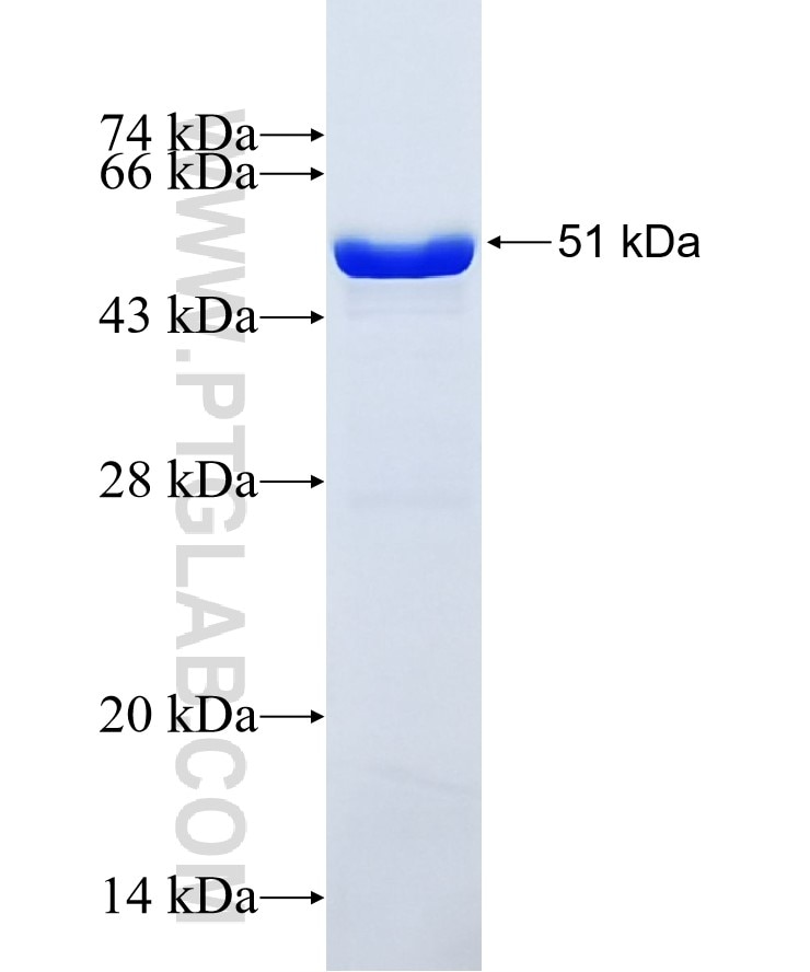RAP1GDS1 fusion protein Ag0230 SDS-PAGE