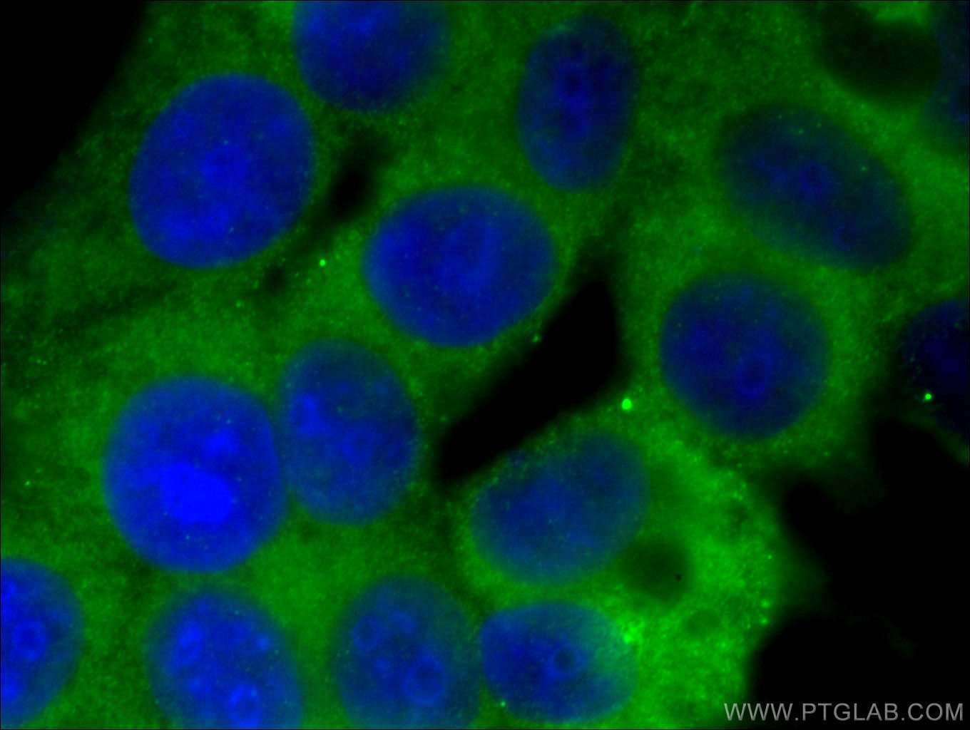 Immunofluorescence (IF) / fluorescent staining of MCF-7 cells using RAP2A Polyclonal antibody (13789-1-AP)
