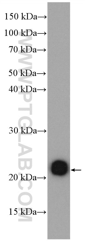 Western Blot (WB) analysis of A431 cells using RAP2A Polyclonal antibody (13789-1-AP)