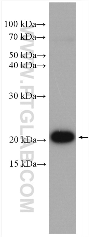 Western Blot (WB) analysis of HeLa cells using RAP2A Polyclonal antibody (13789-1-AP)