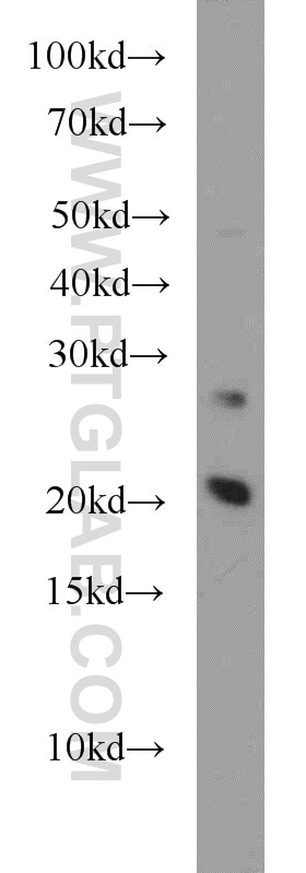Western Blot (WB) analysis of PC-3 cells using RAP2A Polyclonal antibody (13789-1-AP)