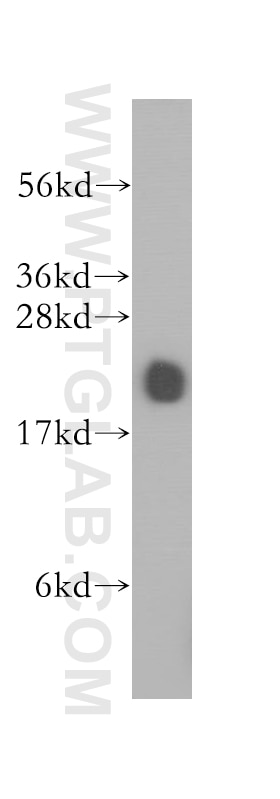 Western Blot (WB) analysis of mouse brain tissue using RAP2A Polyclonal antibody (13789-1-AP)
