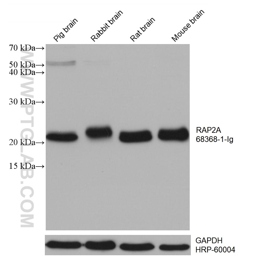 Western Blot (WB) analysis of various lysates using RAP2A Monoclonal antibody (68368-1-Ig)