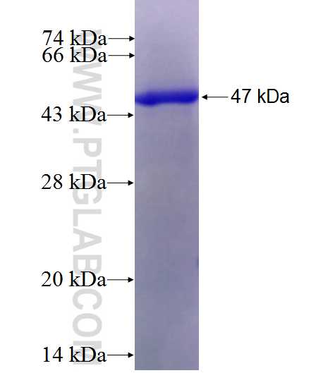 RAP2A fusion protein Ag4808 SDS-PAGE