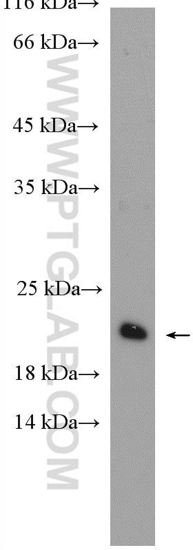 Western Blot (WB) analysis of MCF-7 cells using RAP2B Polyclonal antibody (16266-1-AP)