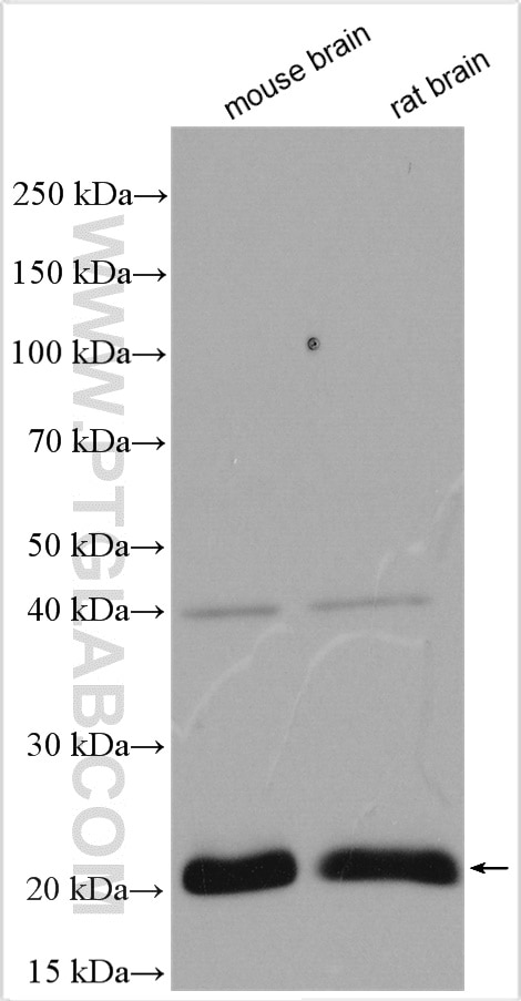 Western Blot (WB) analysis of various lysates using RAP2B Polyclonal antibody (16266-1-AP)