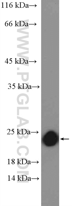 Western Blot (WB) analysis of rat brain tissue using RAP2B Polyclonal antibody (16266-1-AP)