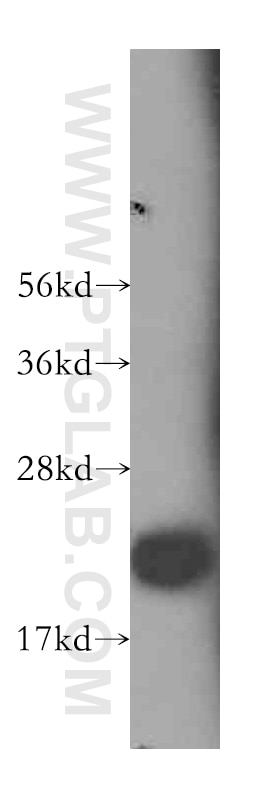 Western Blot (WB) analysis of HEK-293 cells using RAP2B Polyclonal antibody (16266-1-AP)