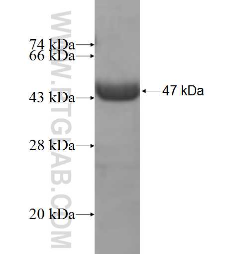 RAP2B fusion protein Ag9331 SDS-PAGE