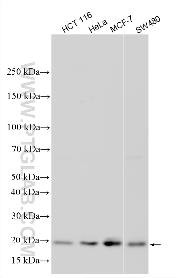 WB analysis using 33845-1-AP Western Blot (WB) analysis of various lysates using RAP2C Polyclonal antibody (33845-1-AP)
