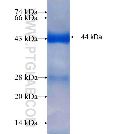 RAPGEF1 fusion protein Ag6999 SDS-PAGE