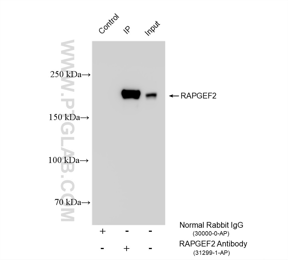 Immunoprecipitation (IP) experiment of NIH/3T3 cells using RAPGEF2 Polyclonal antibody (31299-1-AP)