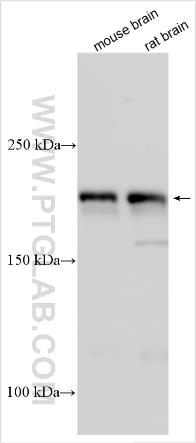 Western Blot (WB) analysis of various lysates using RAPGEF2 Polyclonal antibody (31299-1-AP)