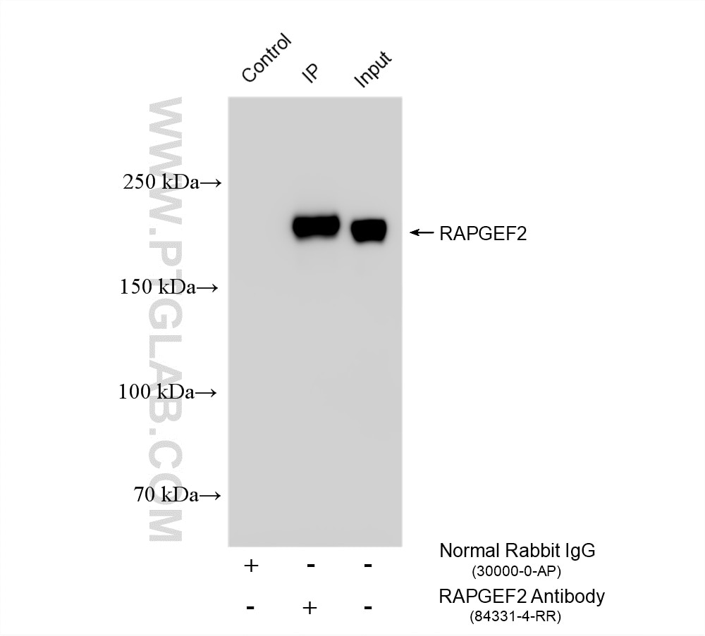 Immunoprecipitation (IP) experiment of NIH/3T3 cells using RAPGEF2 Recombinant monoclonal antibody (84331-4-RR)