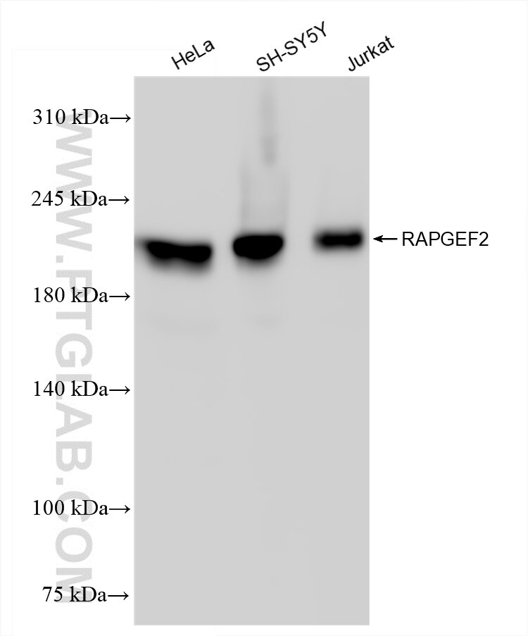 Western Blot (WB) analysis of various lysates using RAPGEF2 Recombinant antibody (84331-4-RR)