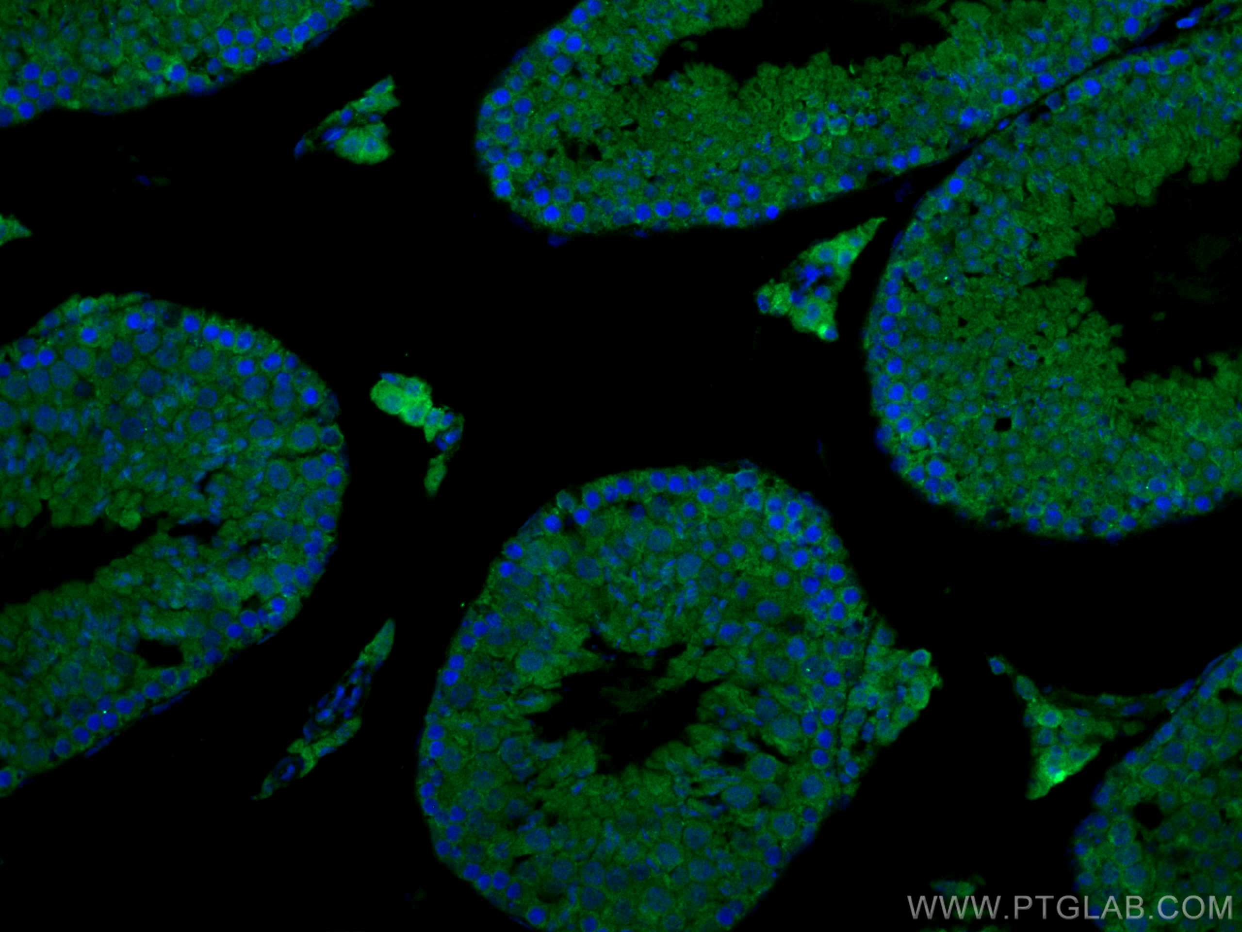 Immunofluorescence (IF) / fluorescent staining of mouse testis tissue using EPAC1 Polyclonal antibody (12572-1-AP)