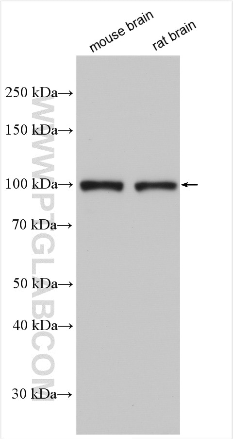 Western Blot (WB) analysis of various lysates using EPAC1 Polyclonal antibody (12572-1-AP)