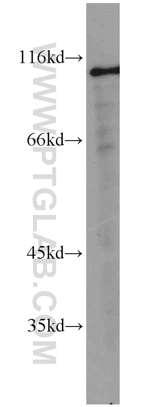 Western Blot (WB) analysis of CHO cells using EPAC1 Polyclonal antibody (12572-1-AP)