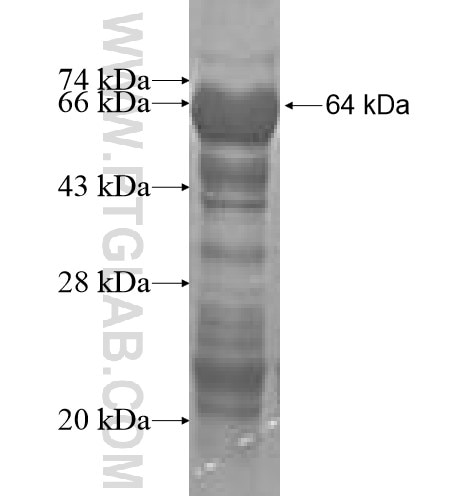 RAPGEF3 fusion protein Ag3240 SDS-PAGE