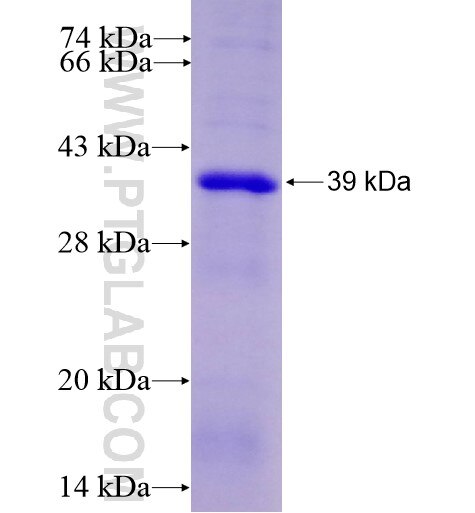 RAPGEF4 fusion protein Ag5186 SDS-PAGE