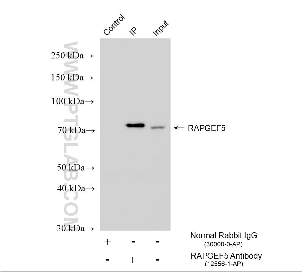 Immunoprecipitation (IP) experiment of K-562 cells using RAPGEF5 Polyclonal antibody (12556-1-AP)