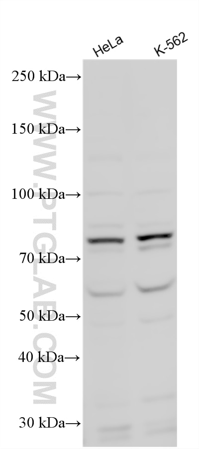 Western Blot (WB) analysis of various lysates using RAPGEF5 Polyclonal antibody (12556-1-AP)