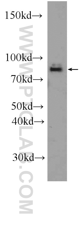 Western Blot (WB) analysis of HEK-293 cells using RAPGEF5 Polyclonal antibody (12556-1-AP)